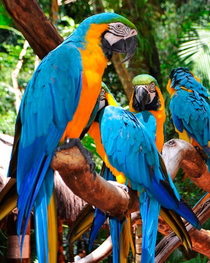Parque de La Aves